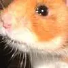 cute hamster