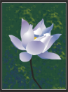 lotus flower with green background