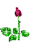 rose blooming