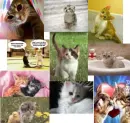 Kitty