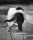 best buds
