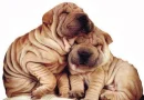 buddies