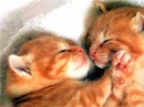 kisses