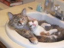 cuddling cats