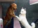 neighbors
