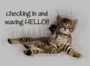 happy cat