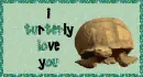 I turtely love you
