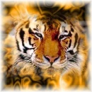 Tiger in Fire