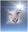 Tiger with Star