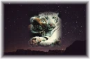 Lovers