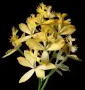 Orchid 