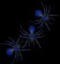 Spiders