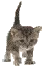 kitty baby 