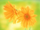 Two Flowers