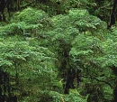 Trees, trees