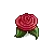 red rose
