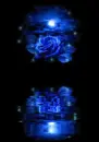 moon rose
