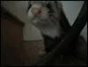 Sniffing Ferret Icon
