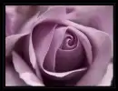 Rosa rosa