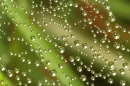 rain drops