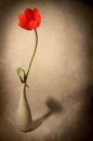 Red tulip