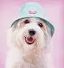 cute dog