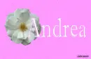 Andrea