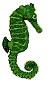 seahorse