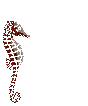 Seahorse