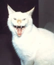 Scary Kitty!