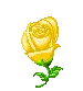 yellow rose