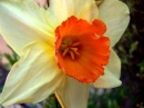 Pretty orange flower