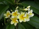 yellow leaves