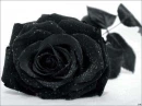 Black rose