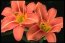 Day lillies