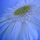 Blue sunflower