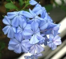 Plumbago-blue