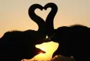 elephant love