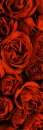 roses are red
