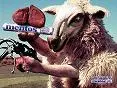 mentos sheep