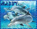 Maddy - Dolphins