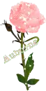Auburne