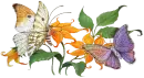  Butterflys