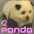 cute panda