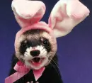 Easter ferret