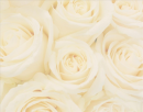 ivory roses