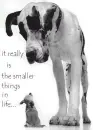 great dane and chihuahua