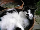 Kitty!!!