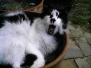 Kitty!!!!!