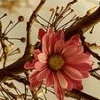Pretty Flower
